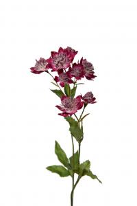 Astrantia - Lila - 50 cm - www.frokenfraken.se