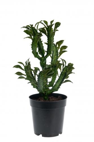 Kaktus - Grn - 35 cm - www.frokenfraken.se