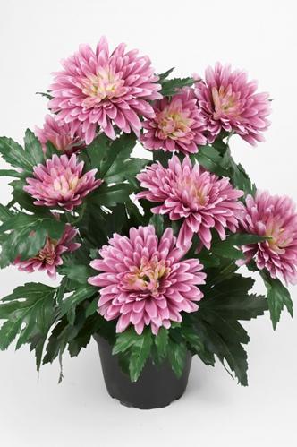 XXX_SLUT_Chrysanthemum - Lila - 30 cm - www.frokenfraken.se