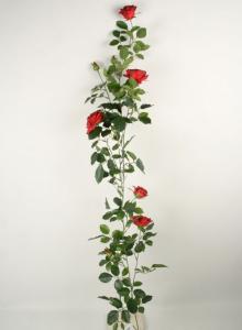 Rosgirlang - Röd - Royal Rose - 147 cm - www.frokenfraken.se