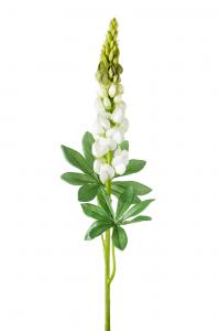 Lupin - Vit - 80 cm - www.frokenfraken.se