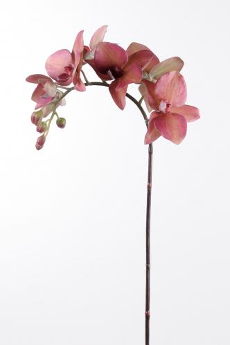 Phalaenopsis - Röd - 60 cm - www.frokenfraken.se