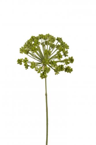 Allium - Grn - 75 cm - www.frokenfraken.se