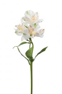 Alstromeria - Vit - 34 cm - www.frokenfraken.se