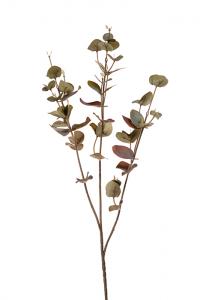 Eucalyptus - 70 cm - www.frokenfraken.se