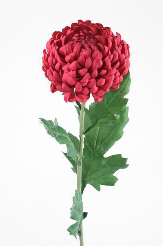 Chrysanthemum - Rosa - 70 cm - www.frokenfraken.se