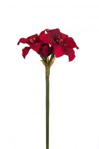 Amaryllis - Röd - 35 cm - www.frokenfraken.se