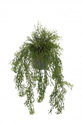 Rhipsalis - Grn - 65 cm - www.frokenfraken.se