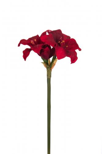 Amaryllis - Röd - 35 cm - www.frokenfraken.se