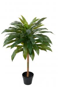 Dracena - 100 cm - www.frokenfraken.se