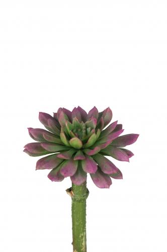 Succulent - Lila - 10 cm - www.frokenfraken.se