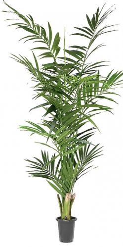 Kentia palm - Konstväxt - 240 cm - www.frokenfraken.se