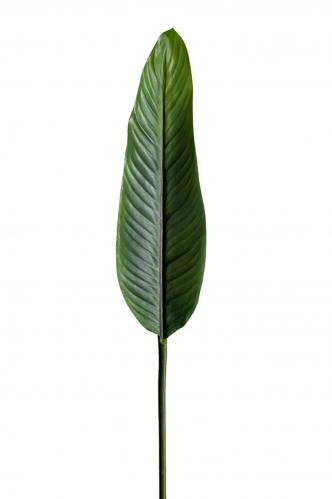 Strelitzia blad - Grn - 80 cm - www.frokenfraken.se