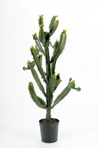Kaktus - Grn - 97 cm - www.frokenfraken.se