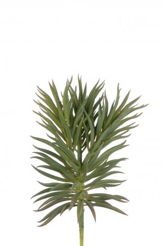 Succulent - Grn - 24 cm - www.frokenfraken.se