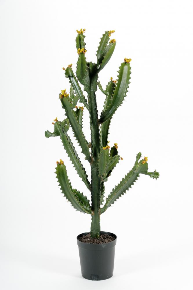 Kaktus - Grön - 97 cm från Mr Plant 2224.00 kr - Fröken Fräken