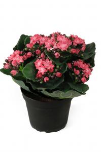 Kalanchoe - Rosa - 20 cm - www.frokenfraken.se