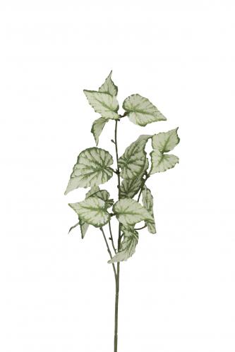 Rexbegonia kvist - Grn - 60 cm - www.frokenfraken.se