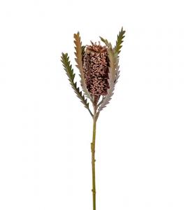 Banksia - Brun - 60 cm - www.frokenfraken.se