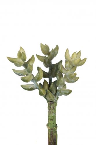 Succulent - Grn - 10 cm - www.frokenfraken.se