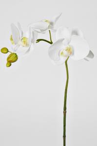 Phalaenopsis - Vit - 65 cm - www.frokenfraken.se