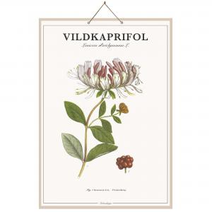 Skolplansch Vildkaprifol - L44 x B66 cm - www.frokenfraken.se