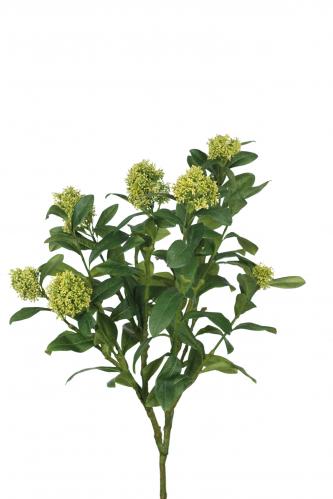 Skimmia - Grön - 70 cm - www.frokenfraken.se