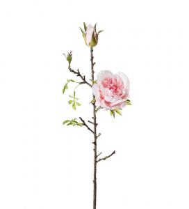 Kvistros - Rosa sidenros - 45 cm - www.frokenfraken.se