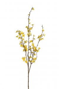 Forsythia - Gul - 120 cm - www.frokenfraken.se
