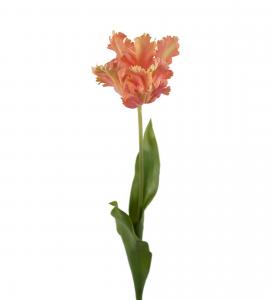 Tulpan - Aprikos - 70 cm - www.frokenfraken.se