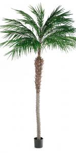 Phoenix Palm - - 300 cm - www.frokenfraken.se