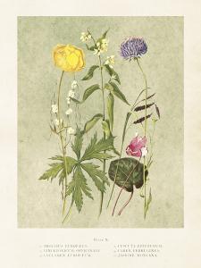 Poster - Vintage - Sommarblommor - 18 x 24 cm - www.frokenfraken.se