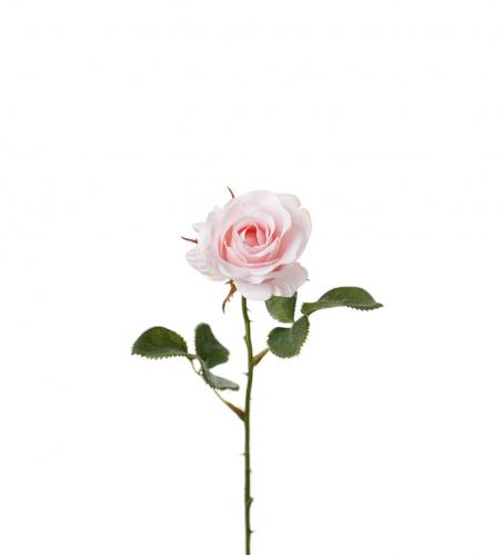 Ros - Rosa sidenros - 35 cm - www.frokenfraken.se