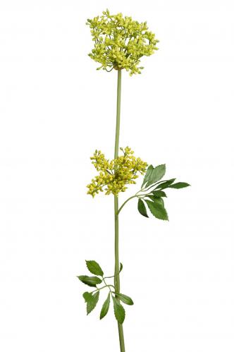 Allium - Gul - 70 cm - www.frokenfraken.se