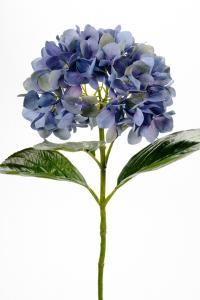 Hortensia - Blå - 65 cm - www.frokenfraken.se