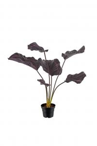 Calathea - Röd - 55 cm - www.frokenfraken.se