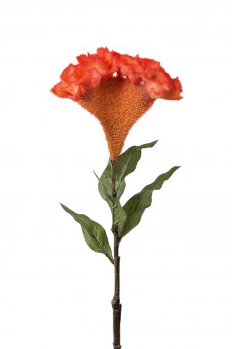 Celosia - Orange - 75 cm - www.frokenfraken.se