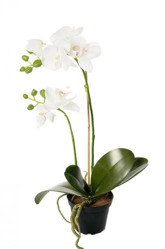 Phalaenopis - Orkidé Vit - Konstväxt - 42 cm - www.frokenfraken.se
