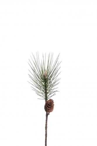 Tall - Grön - 45 cm - www.frokenfraken.se