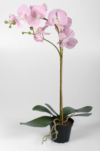 Phalaenopsis - Rosa - 55 cm - www.frokenfraken.se