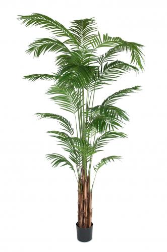 Areca Palm - - 270 cm - www.frokenfraken.se