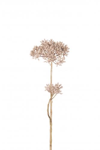 XXX_XXX_Sedum - Brun - 50 cm - www.frokenfraken.se