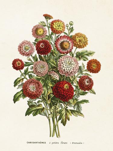 Poster - Vintage - Chrysanthemum - 18 x 24 cm - www.frokenfraken.se