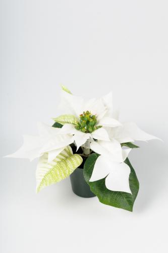 Julstjärna - www.frokenfraken.se