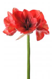 Amaryllis - Röd - 75 cm - www.frokenfraken.se