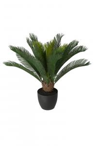 Cycas - Grön - 70 cm - www.frokenfraken.se