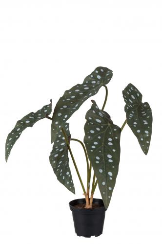 Forell Begonia - Grn - 35 cm - www.frokenfraken.se