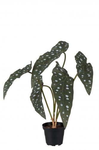 Forell Begonia - Grön - 35 cm - www.frokenfraken.se