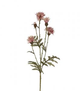 Blåklint - Lila - 60 cm - www.frokenfraken.se