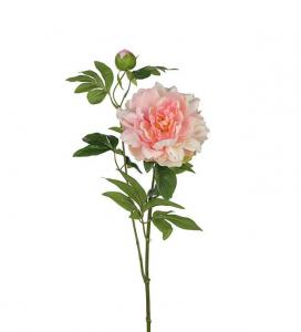 Pion - Rosa - 65 cm - www.frokenfraken.se